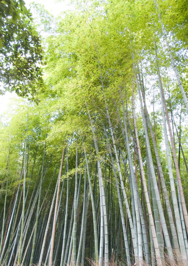 6 Amazing Things to Do in Arashiyama, Japan