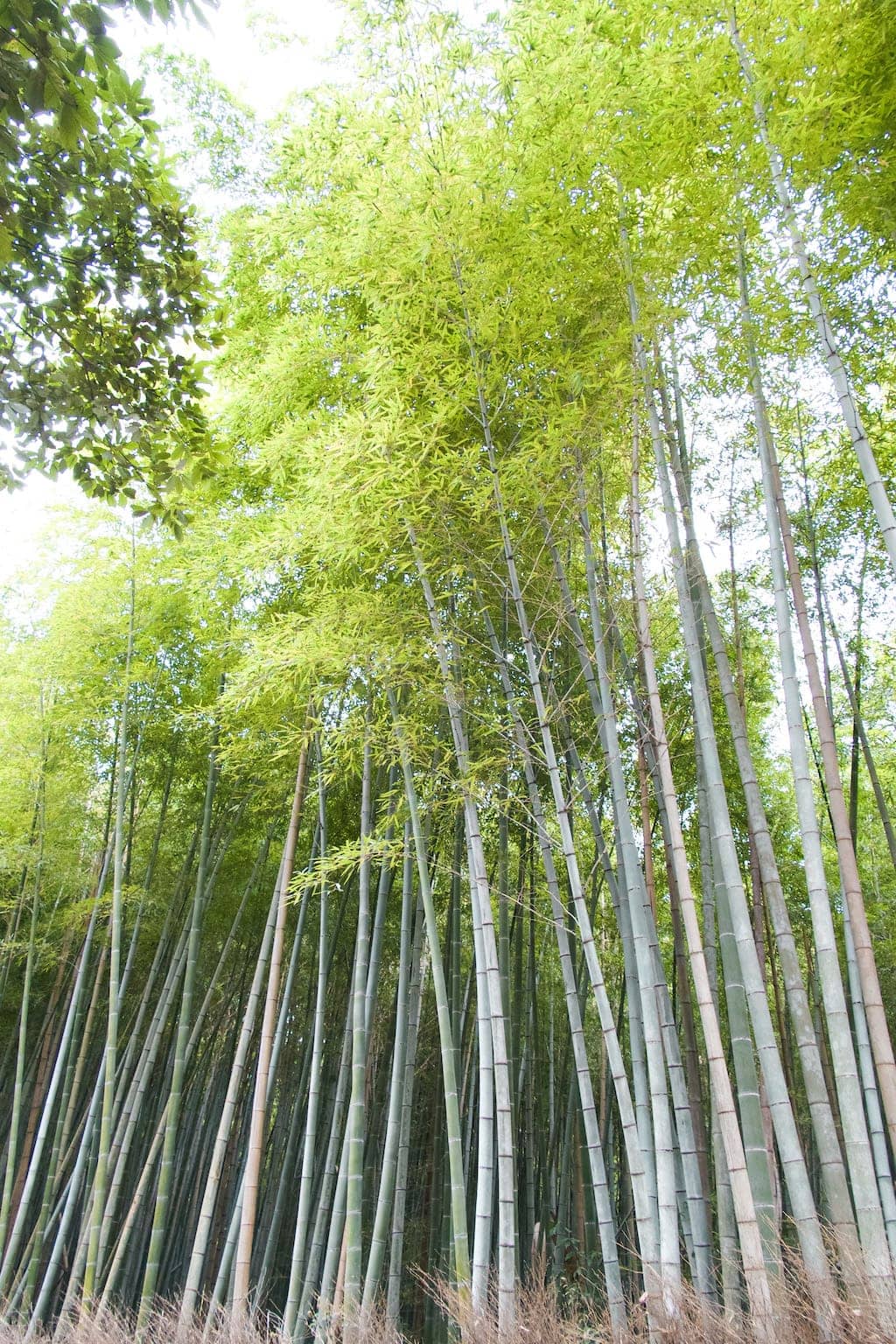 6 Amazing Things to Do in Arashiyama, Japan