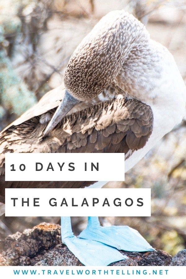 The perfect 10-day land based itinerary for the Galapagos. Read about tours and self-guided activities. Includes San Cristobal, Isabela, and Santa Cruz.