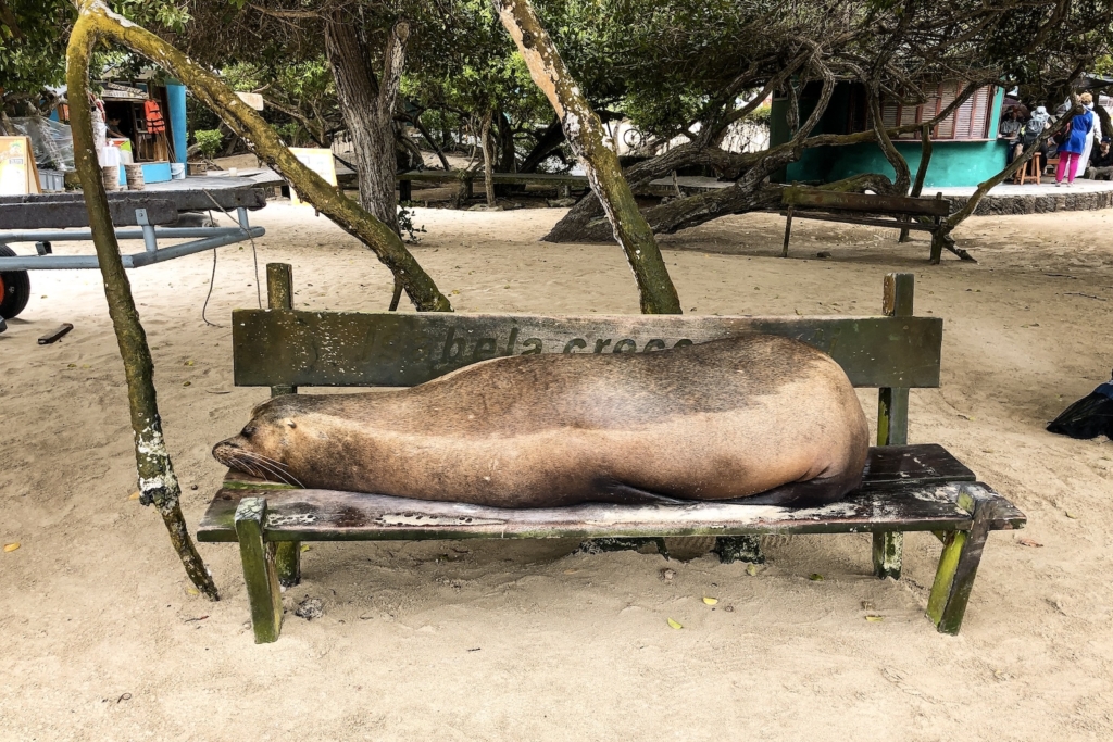 Sea Lion on Isabella island