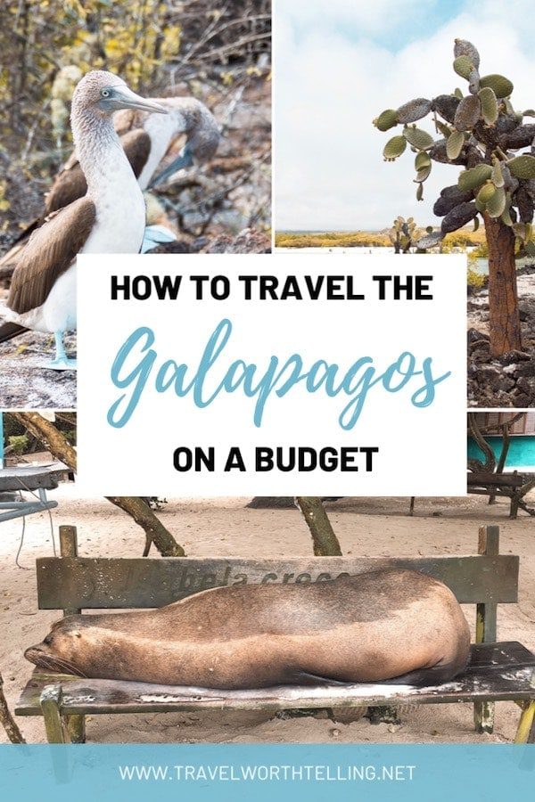 The Galapagos is known for its incredible wildlife and tops many a bucket list. It isn’t exactly a location that can be traveled cheaply, but with a little planning, it can be affordable. Discover how to travel the Galapagos on a budget.