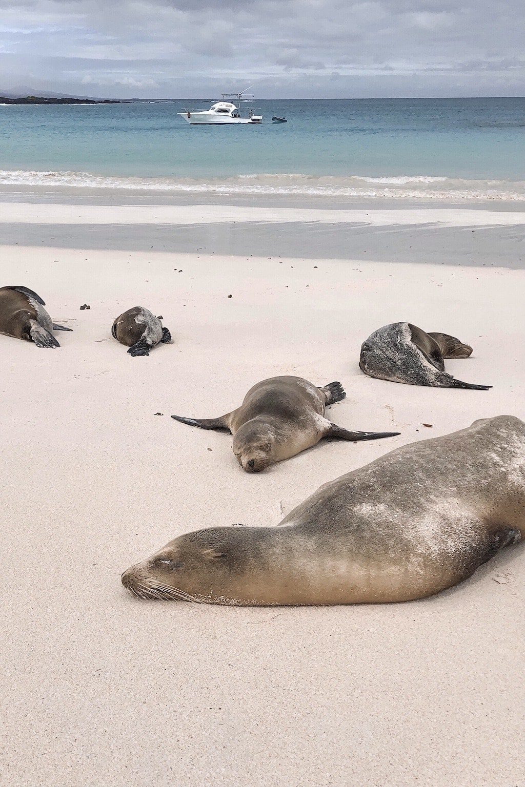 Galapagos on a Budget: Sea Lions at Loberia beach on San Cristobal