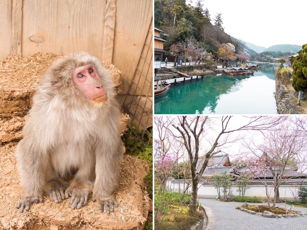 Kyoto guide- Monkey and gardens in Arashiyama, Japan