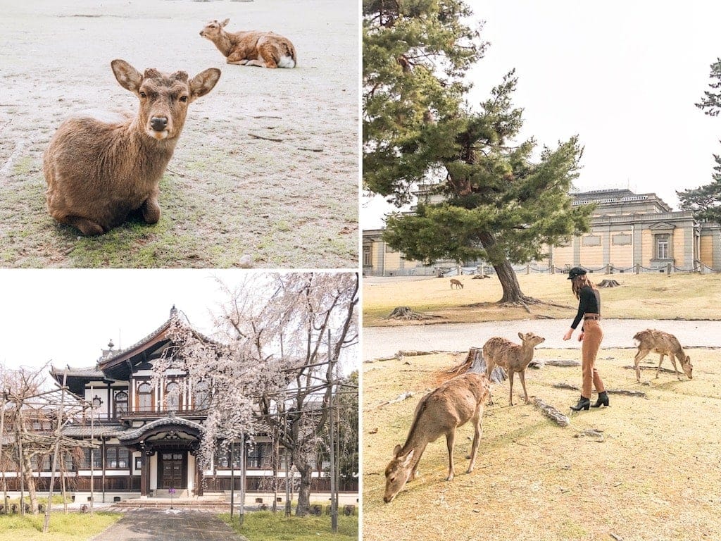 The world famous deer in Nara's Deer Park