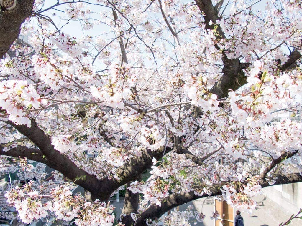 Cherry blossoms in Japan: Flowering Tree