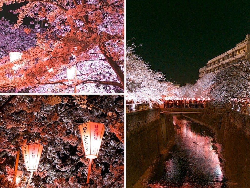 Sakura festival at Meguro River in Tokyo