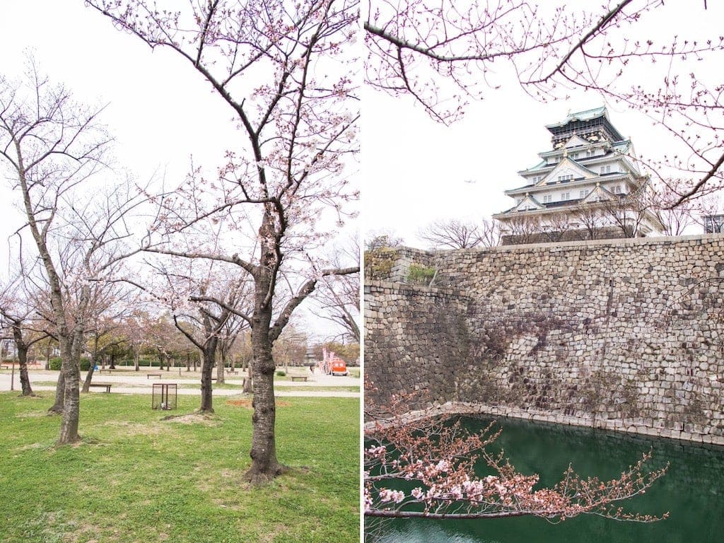 Cherry blossoms at Osaka Castle in Japan