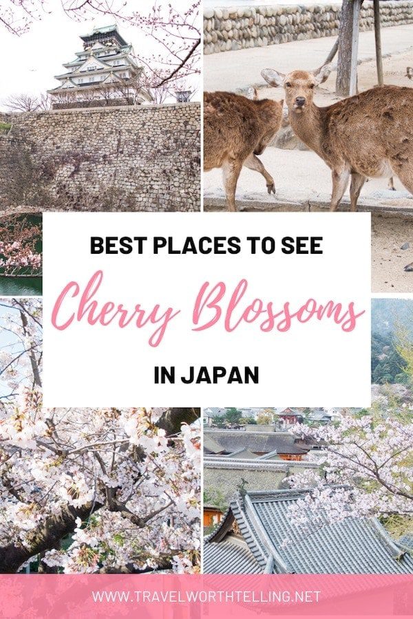 During the spring thousands of people travel to Japan for a chance to view the country’s beautiful cherry blossoms. Find out when and where to see cherry blossoms in Japan.