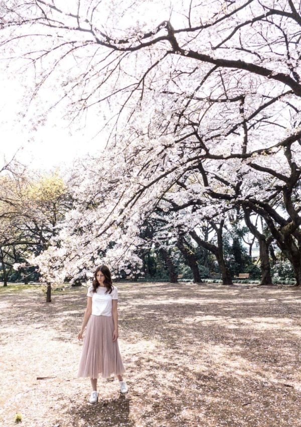 Cherry Blossoms in Japan: Shinjuku Gyoen National Garden in Tokyo