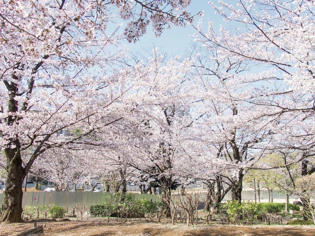 Cherry blossoms in Japan: Sumida park