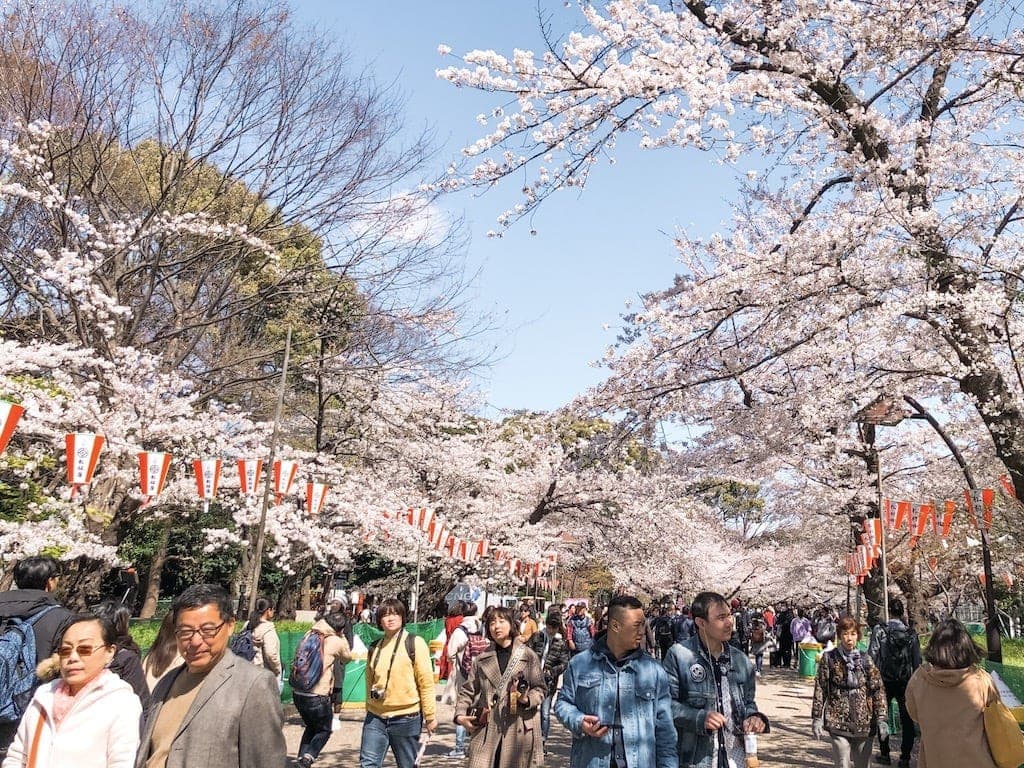 Cherry Blossoms in Ueno park