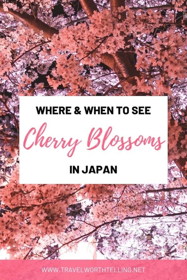 The spring brings thousands of travelers to Japan to view its cherry blossoms. Find out when and where to see cherry blossoms in Japan.