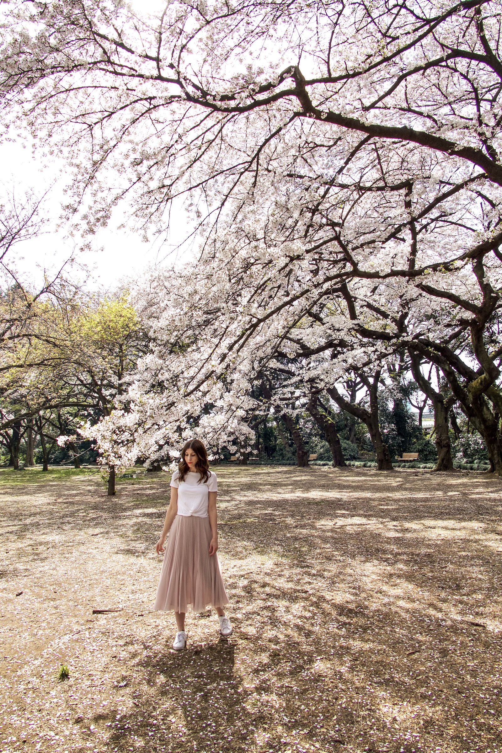 Cherry Blossoms in Japan: Shinjuku Gyoen National Garden