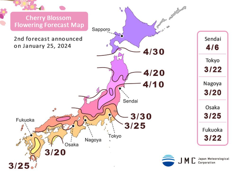 Japan Cherry Blossom Map 2024