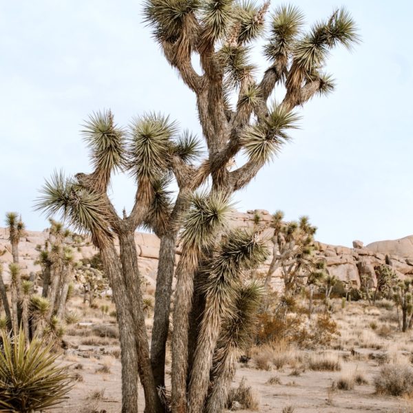 The Perfect Weekend Guide to Joshua Tree