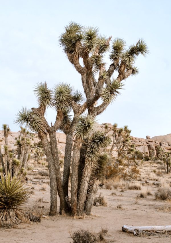 Desert Exploring: Your Perfect Weekend Guide to Joshua Tree