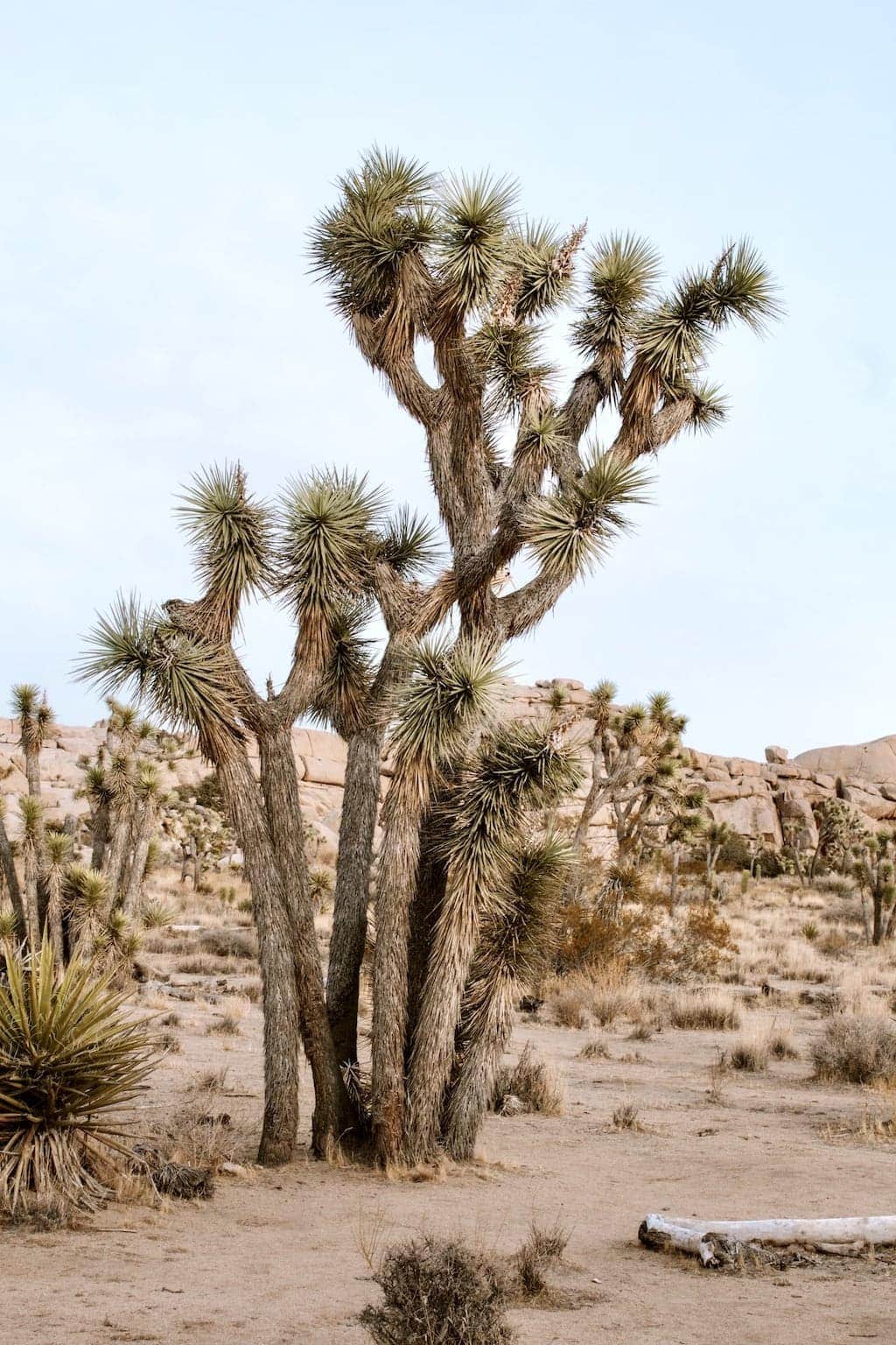 The Perfect Weekend Guide to Joshua Tree