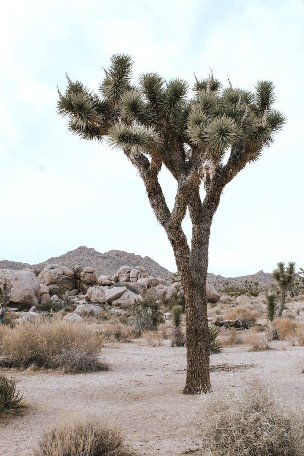 Weekend Guide to Joshua Tree: Joshua Tree in the Mojave desert