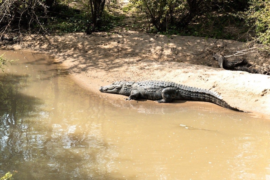 Safari in Sri Lanka: Crocodile