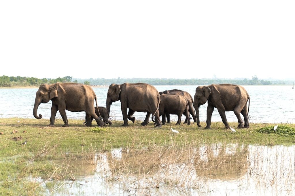 Elephant herd in Udawalawe National Park