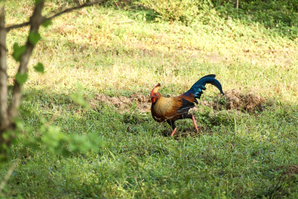 Jungle fowl in Yala National Park
