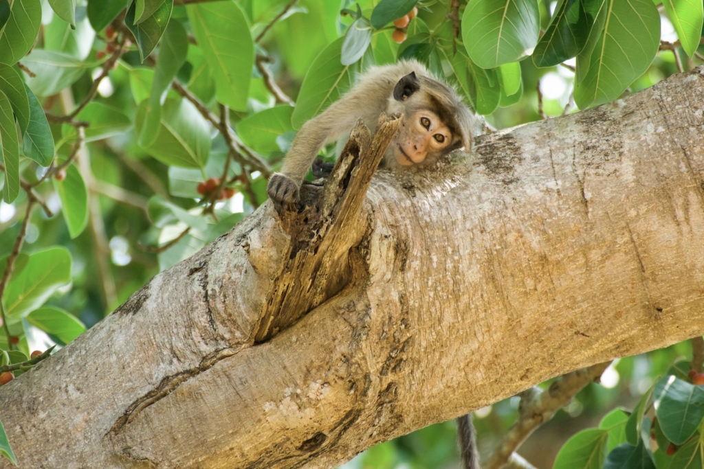 Monkey spotted in tree on safari in Sri Lanka