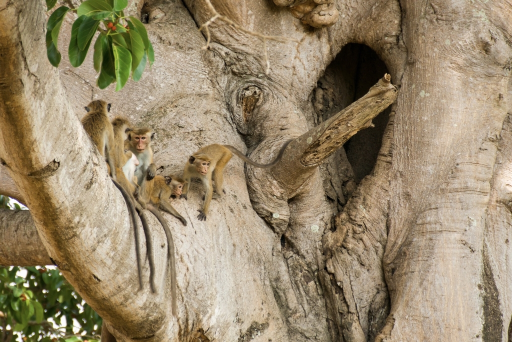 Monkeys found on safari
