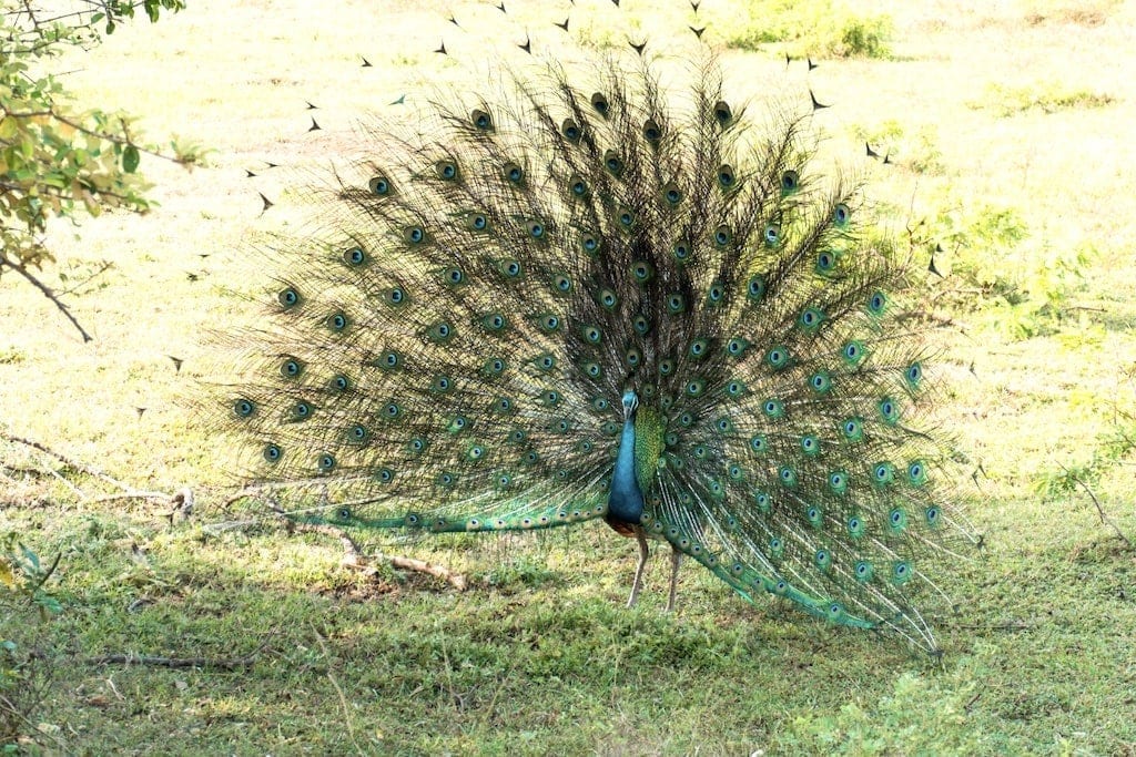 Peacock in Yala National Park