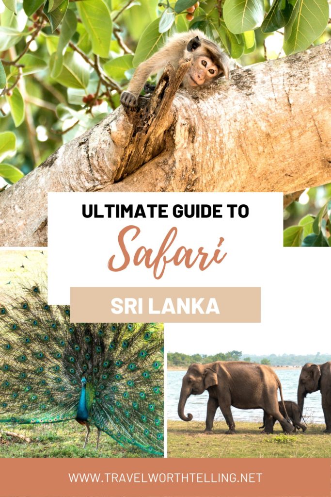 Complete guide to safari in Sri Lanka. Including Yala National Park, where to stay in Sri Lanka, how to book a safari, and more.