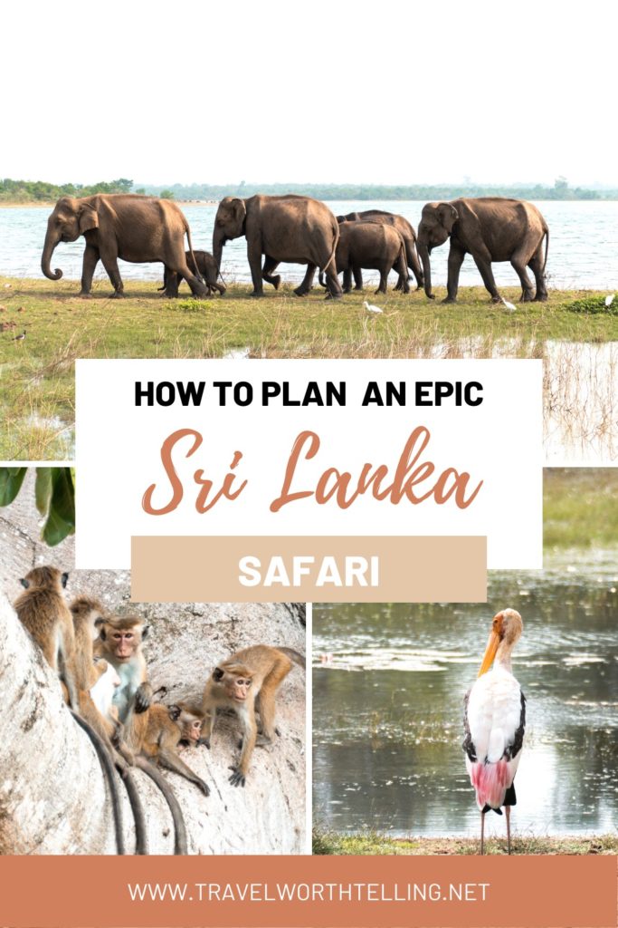 Everything you need to know to plan a safari in Sri Lanka. Includes Yala National Park, safari tips, how to book a safari in Sri Lanka, and more.