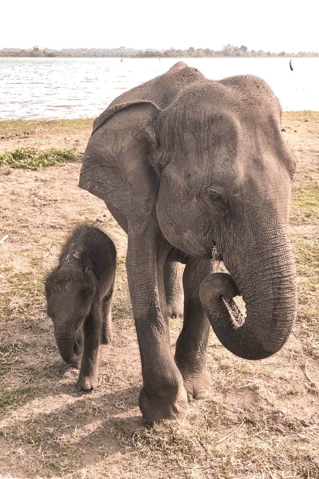 Safari in Sri Lanka: Baby elephant in Udawalawe National Park