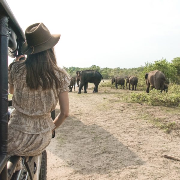 Safari in Sri Lanka: Everything You Need to Know