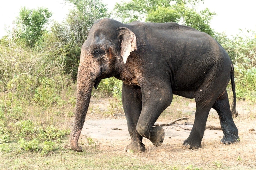 Safari in Sri Lanka: Udawalawe National Park