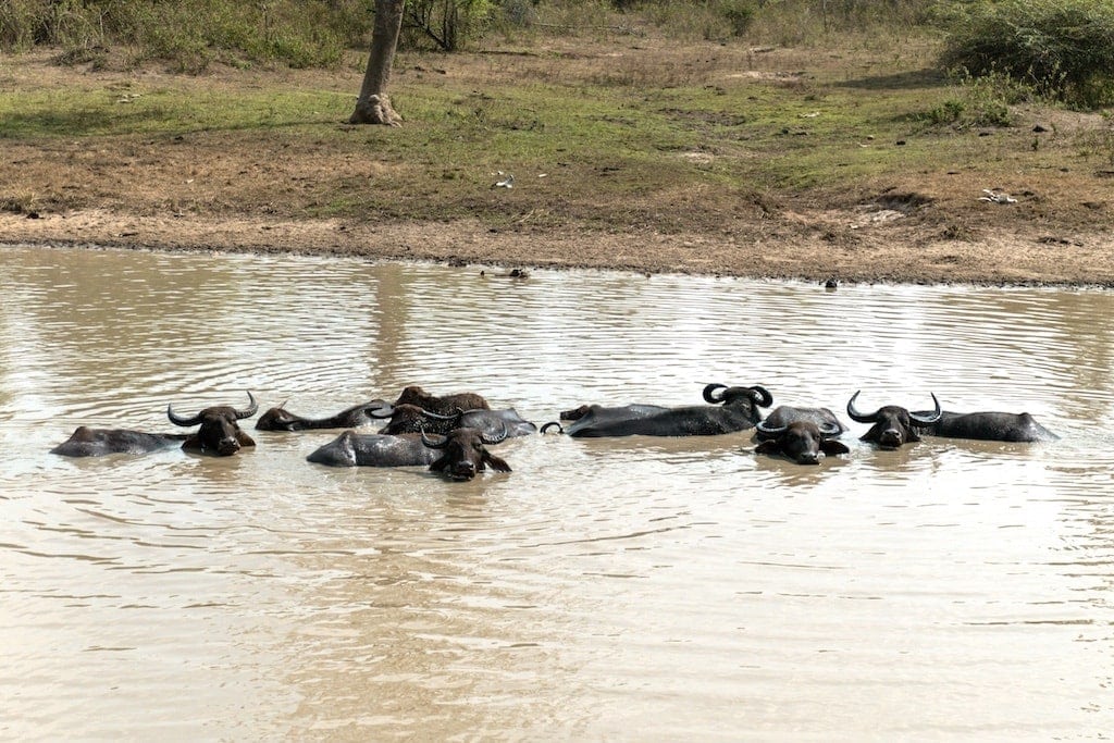 Safari in Sri Lanka: Water Buffalo in Yala National Park
