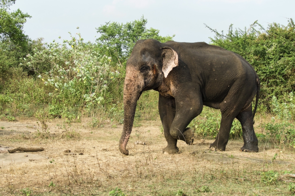 Elephant in Udawalawe National Park