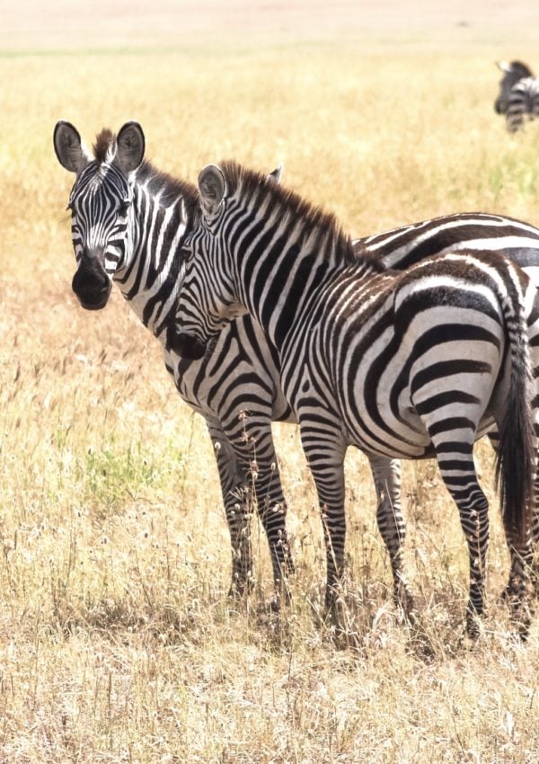 What to Expect on Safari: Zebra