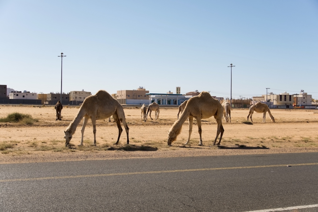 Camels in Alula