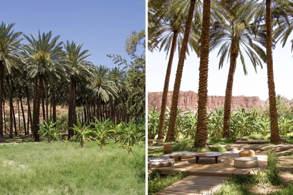 Date palms along AlUla Oasis Heritage Trail