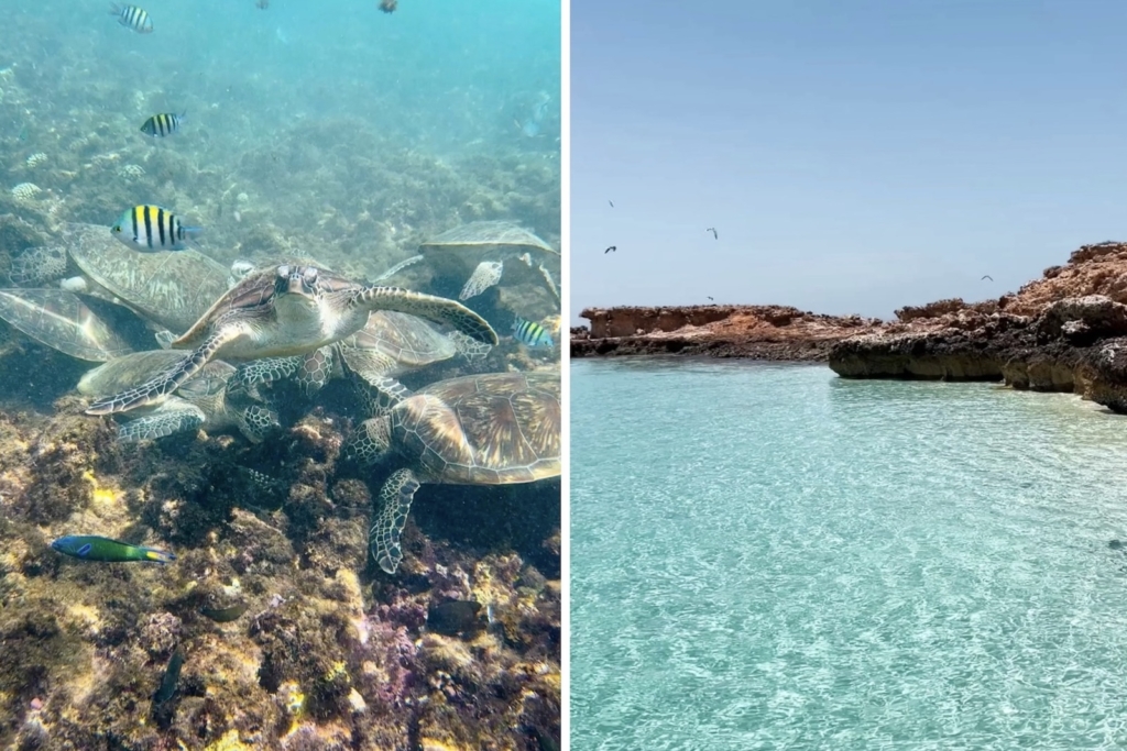 Turtles at Daymaniyat Islands, Oman