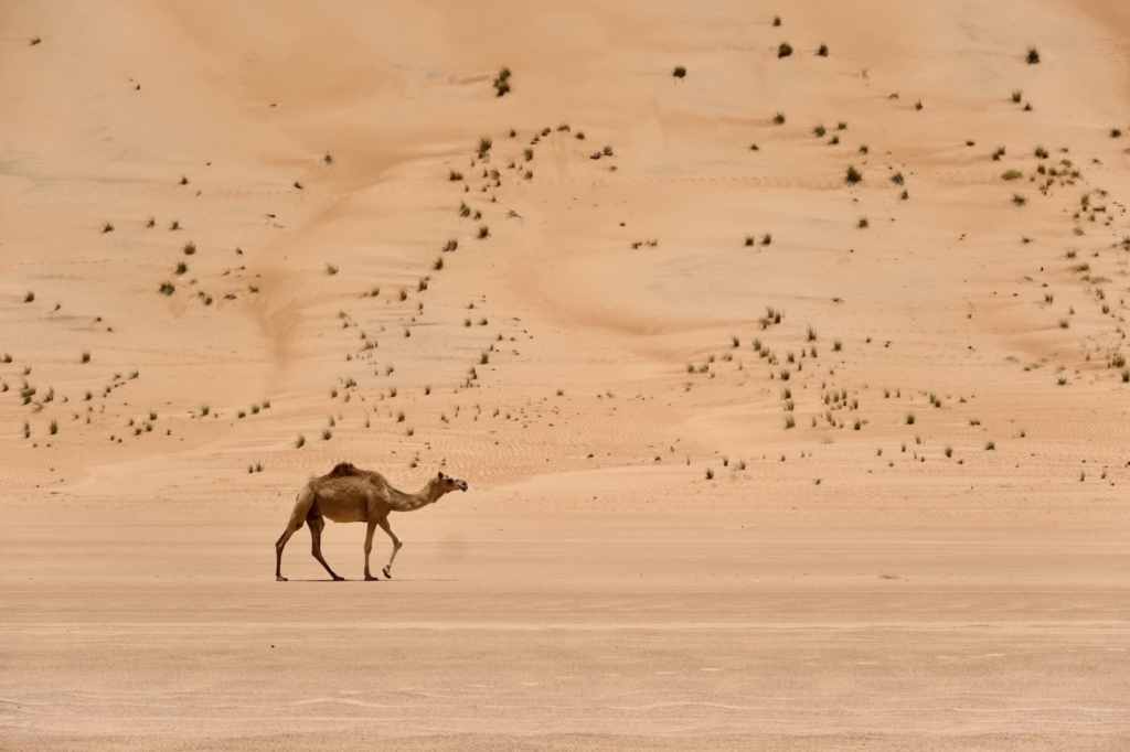 Camel in Wahiba Sands desert