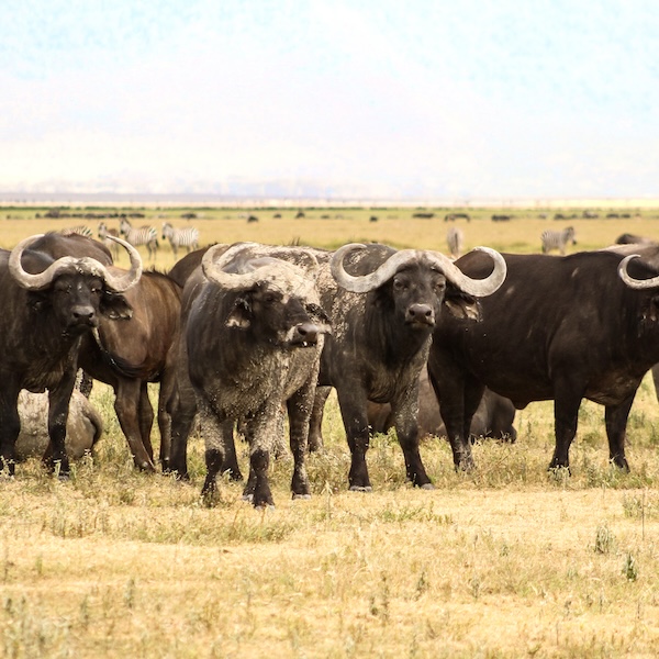 Cape buffalo in Africa
