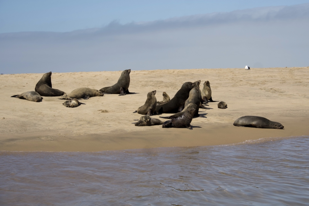 Namibia Road Trip: Walvis Bay Seals