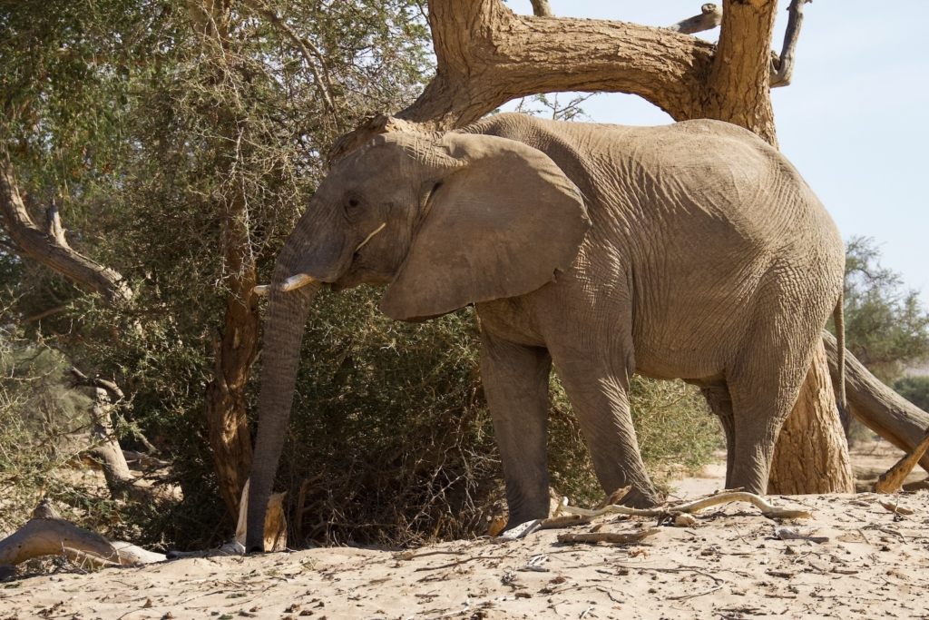 Namibia Road Trip: Desert Elephant