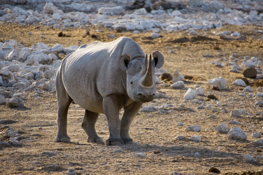 Namibia Road Trip: Rhino at Etosha