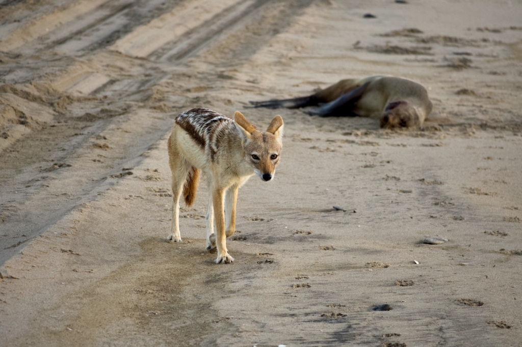 Namibia Road Trip: Jackal
