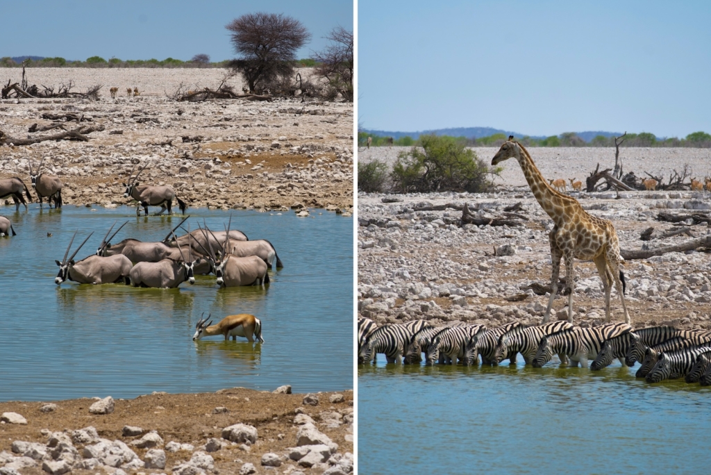 Namibia Road Trip: Okaukuejo Waterhole