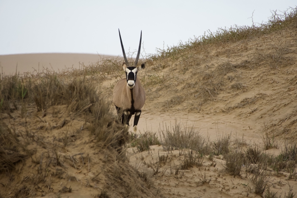 Namibia Road Trip: Oryx