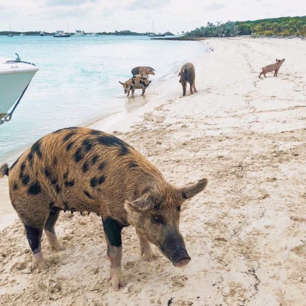 Things to Do in Exuma: Pig Beach